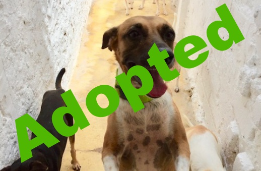 valentina_adopted