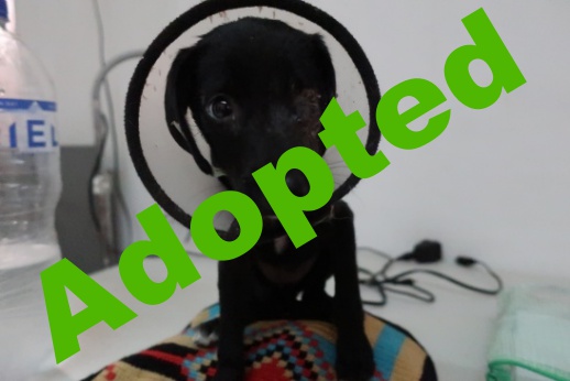 sissi_adopted