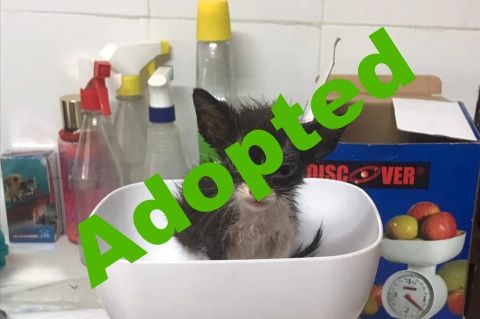 domingo_adopted