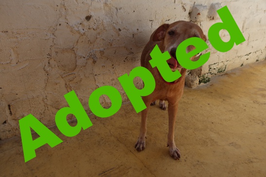 viejita_adopted